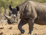 Black Rhinocerous