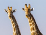 Namibian Giraffe