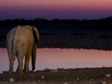 Elephant at Sundown at Okaukeujo
