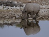 Black Rhinocerous