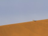 Deadvlei - Namib-Naukluft National Park