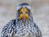 Southern Yellow-billed Hornbill