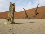 Deadvlei - Namib-Naukluft National Park