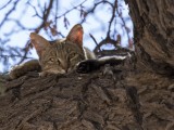 African Wild Cat