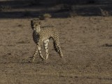Cheetah hunting Leopard