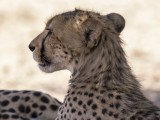 Cheetah mother with Four Cubs (approx 18 months old)