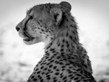 Cheetah mother with Four Cubs (approx 18 months old)