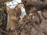 African Wild Cat