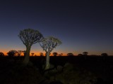 Quivertree Forest