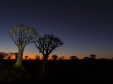 Quivertree Forest