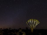 Quivertree Forest