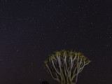 Quivertree Forest