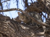 African Wild Cat