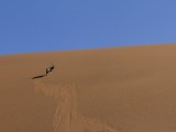Gemsbok - Oryx on the Dune Face