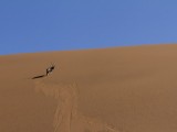 Gemsbok - Oryx on the Dune Face