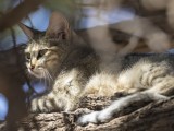 African Wild Cat