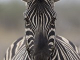 Boehm's Zebra - Plains Zebra