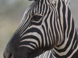 Boehm's Zebra - Plains Zebra