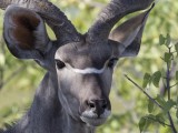 Greater Kudu