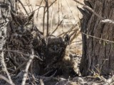 Spotted Eagle-Owl with Owlett