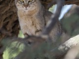 African Wild Cat