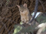 African Wild Cat