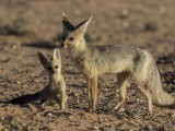 Cape Fox and Pups