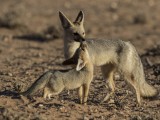 Cape Fox and Pups