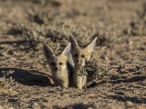 Cape Fox and Pups