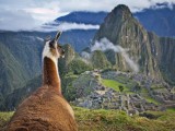 Llama overlooking Machu Picchu