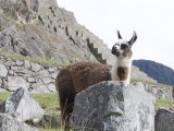 Llama inside Machu Picchu