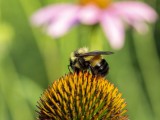 Rusty-patched Bumble Bee