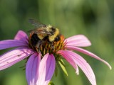 Rusty-patched Bumble Bee