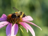 Rusty-patched Bumble Bee