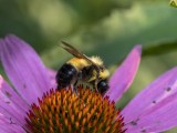 Rusty-patched Bumble Bee