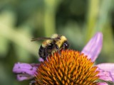 Rusty-patched Bumble Bee