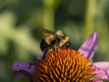 Rusty-patched Bumble Bee