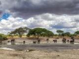 African Elephants