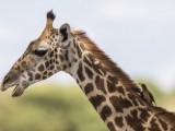 Masai Giraffe & Yellow-billed Oxpecker