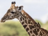 Masai Giraffe & Yellow-billed Oxpecker