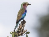 Lilac-breasted Roller