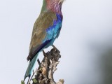 Lilac-breasted Roller