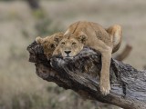 Lion Family resting on a Log