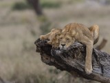 Lion Family resting on a Log