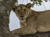 Tree Climbing Lions of the Serengeti