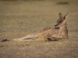 Eastern Grey Kangaroo on Springlawn @ Narawntapu National Park