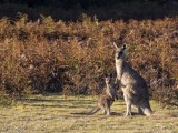 Eastern Grey Kangaroo on Springlawn @ Narawntapu National Park