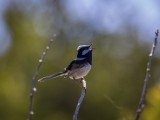 Superb Fairy-wren