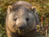 Common Wombat