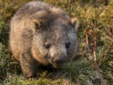 Common Wombat